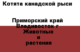 Котята канадской рыси. - Приморский край, Владивосток г. Животные и растения » Кошки   